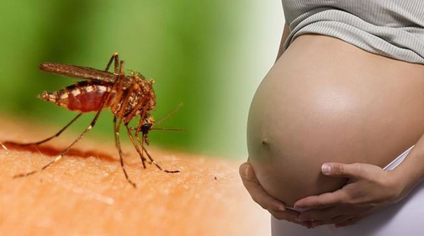 insect-mosquito-pregnant-women-735-350-resize-compressed-680x380-1459859227052